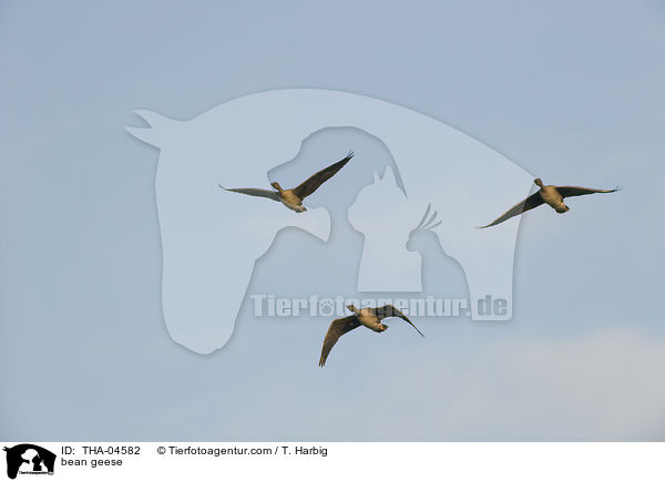 bean geese / THA-04582