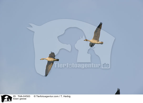 bean geese / THA-04583