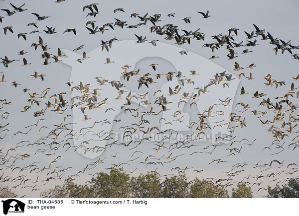 bean geese / THA-04585