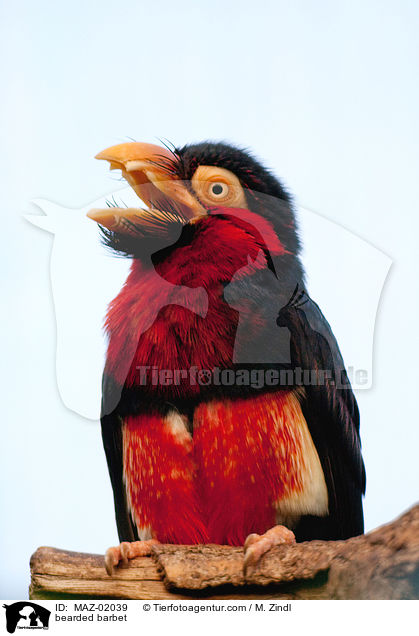 bearded barbet / MAZ-02039