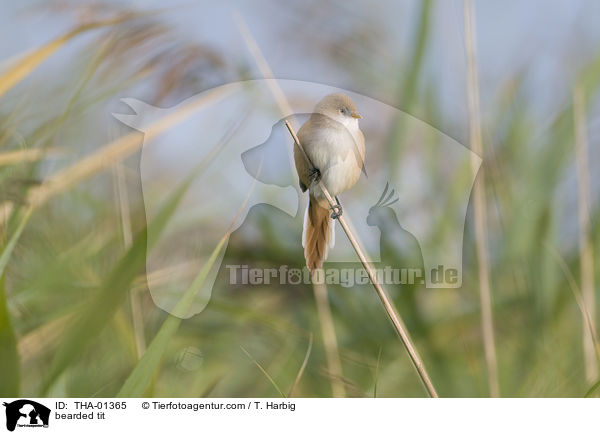 bearded tit / THA-01365