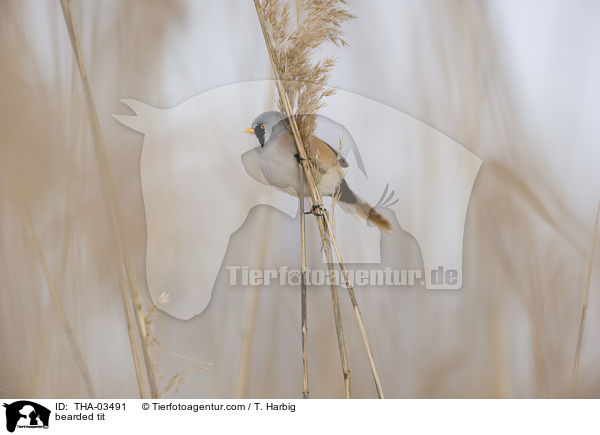 Bartmeise / bearded tit / THA-03491