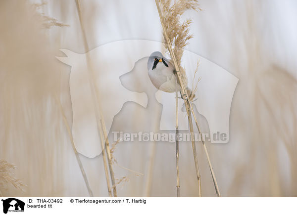 bearded tit / THA-03492