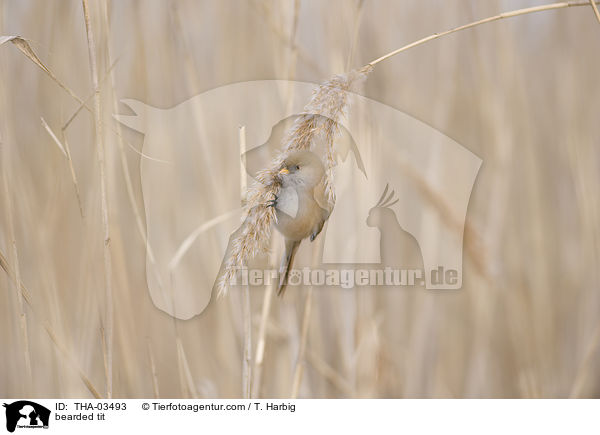 bearded tit / THA-03493