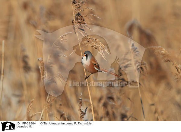 bearded tit / FF-03904