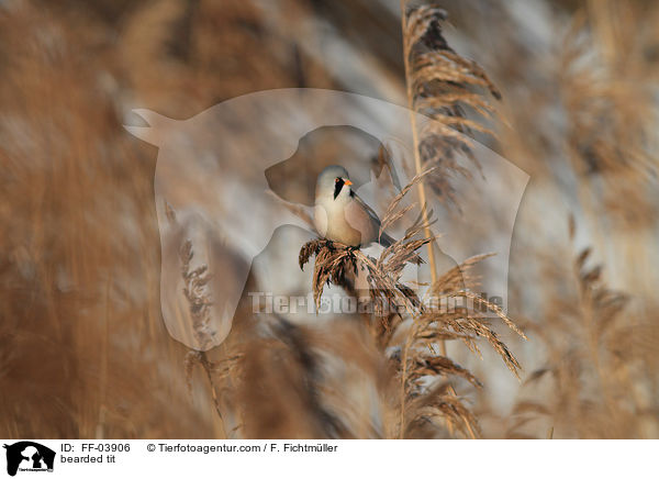 bearded tit / FF-03906