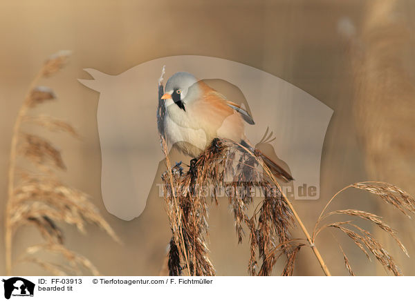 bearded tit / FF-03913