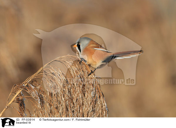 bearded tit / FF-03914