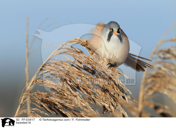 bearded tit / FF-03917
