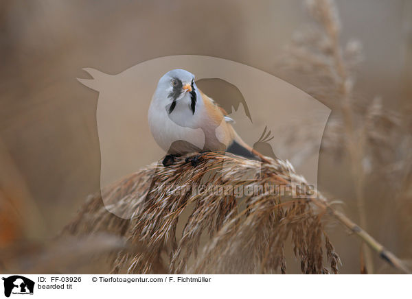bearded tit / FF-03926