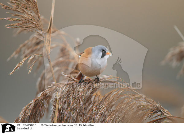 bearded tit / FF-03930