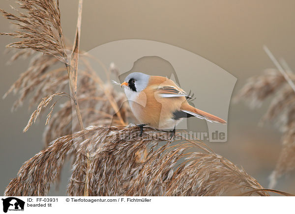 Bartmeise / bearded tit / FF-03931