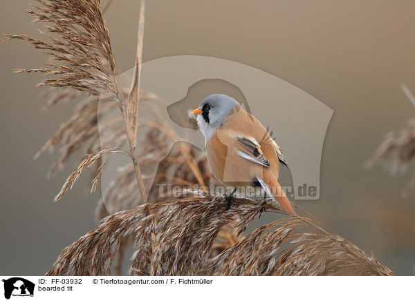 bearded tit / FF-03932