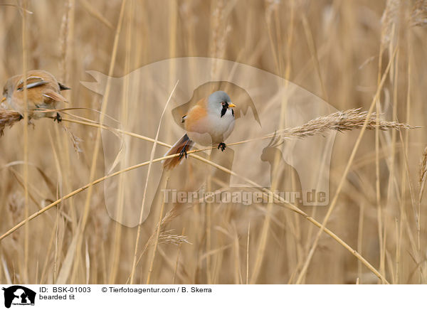 Bartmeise / bearded tit / BSK-01003