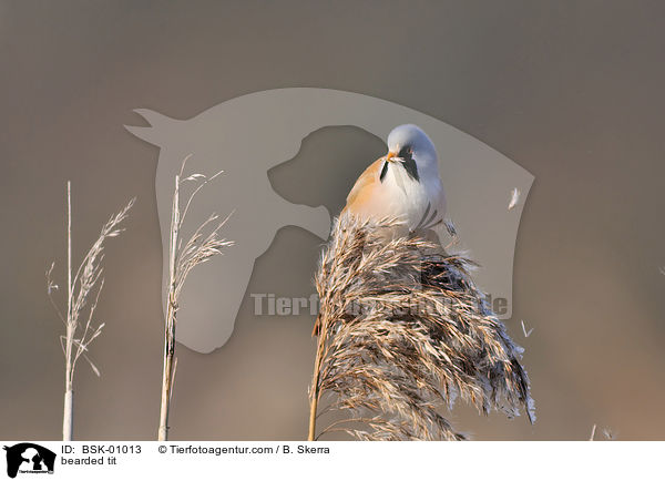 bearded tit / BSK-01013