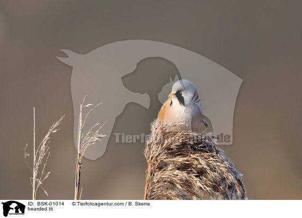 bearded tit / BSK-01014
