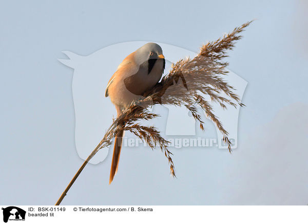 bearded tit / BSK-01149