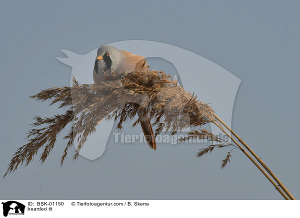 bearded tit / BSK-01150