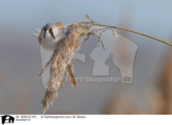 bearded tit / BSK-01151