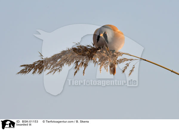 Bartmeise / bearded tit / BSK-01153