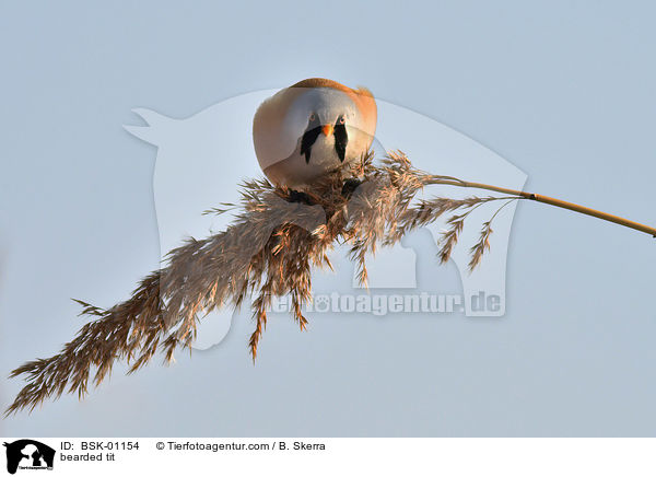 bearded tit / BSK-01154