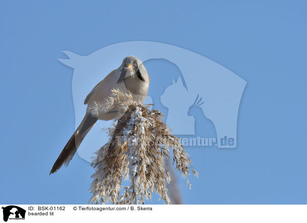bearded tit / BSK-01162
