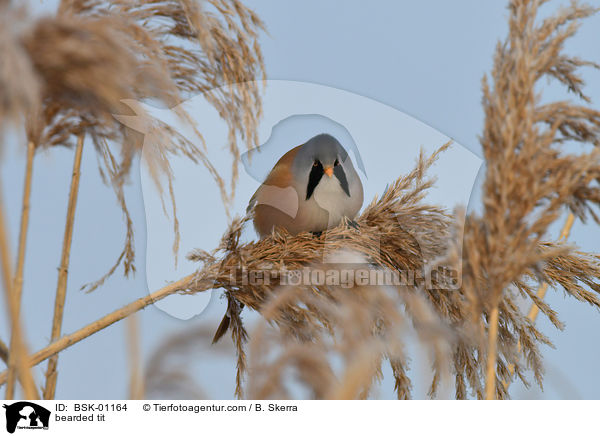 bearded tit / BSK-01164