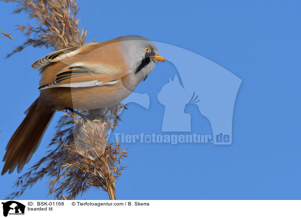 bearded tit / BSK-01168