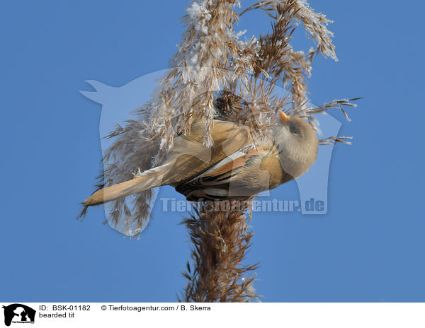 bearded tit / BSK-01182