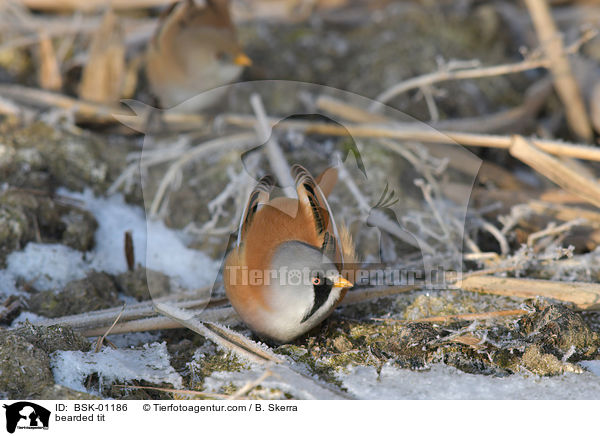 bearded tit / BSK-01186