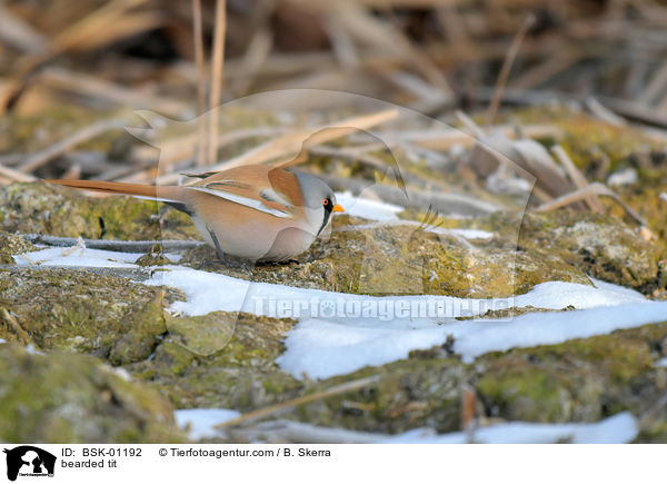 Bartmeise / bearded tit / BSK-01192
