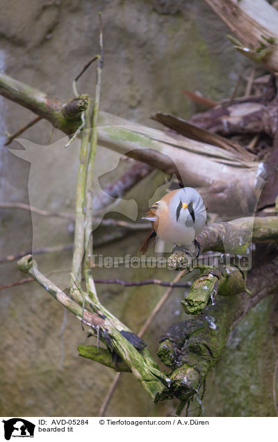 bearded tit / AVD-05284