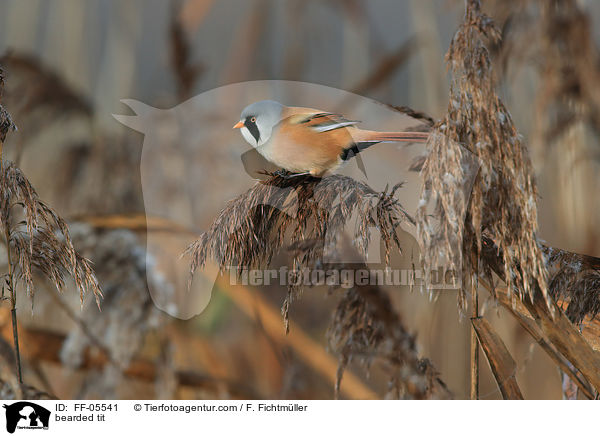 bearded tit / FF-05541