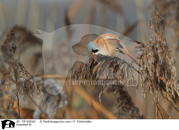 bearded tit / FF-05542
