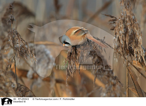 Bartmeise / bearded tit / FF-05543