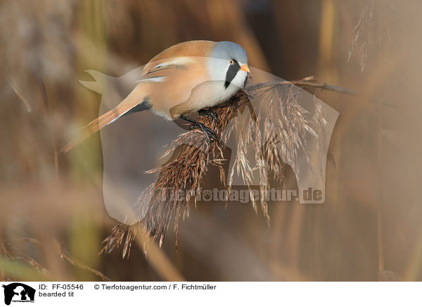 bearded tit / FF-05546