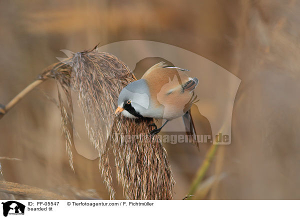 bearded tit / FF-05547