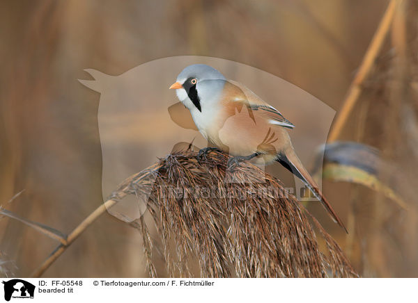 bearded tit / FF-05548