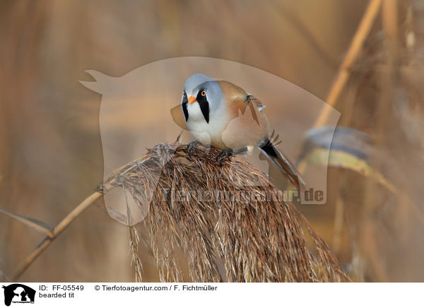 bearded tit / FF-05549