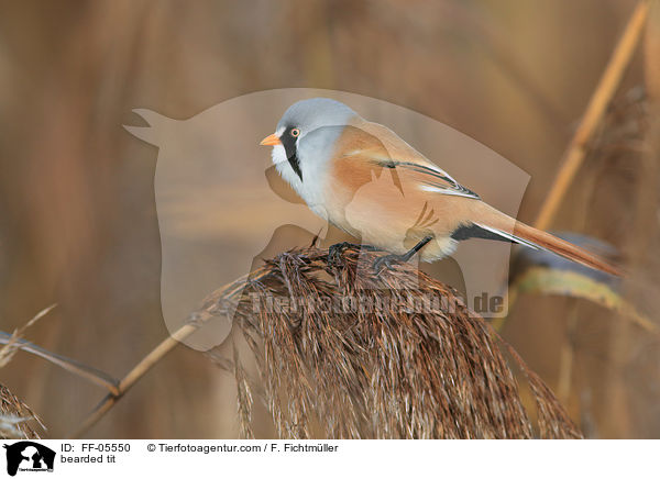 Bartmeise / bearded tit / FF-05550
