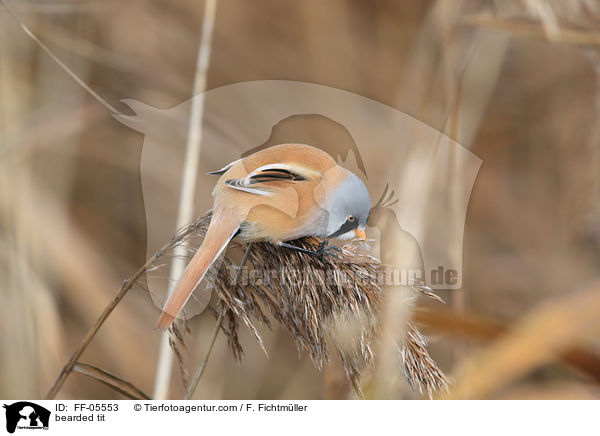 bearded tit / FF-05553