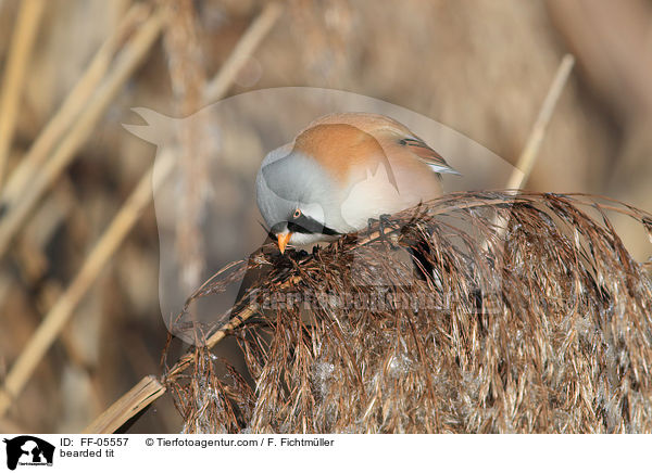 bearded tit / FF-05557
