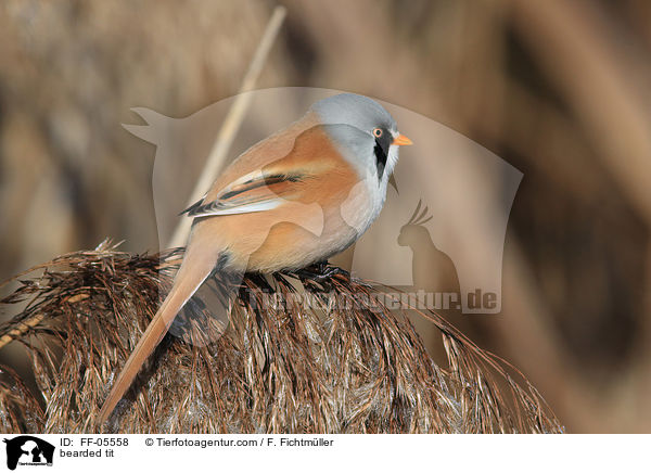 bearded tit / FF-05558