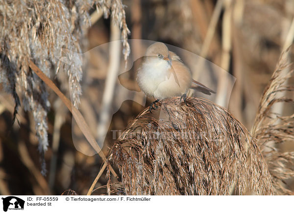 Bartmeise / bearded tit / FF-05559