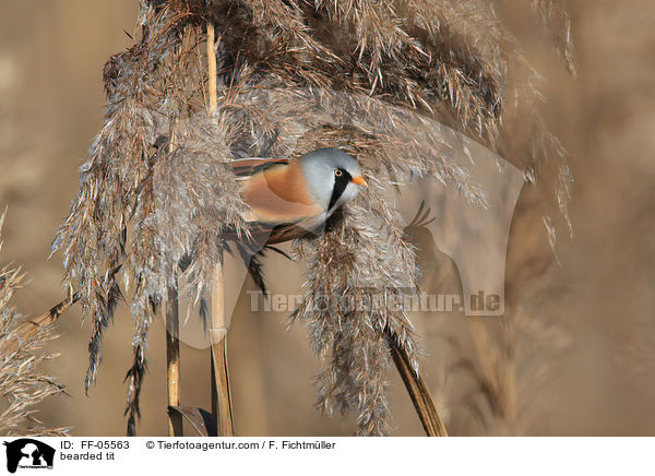 bearded tit / FF-05563