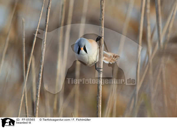 Bartmeise / bearded tit / FF-05565