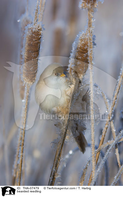 bearded reedling / THA-07479