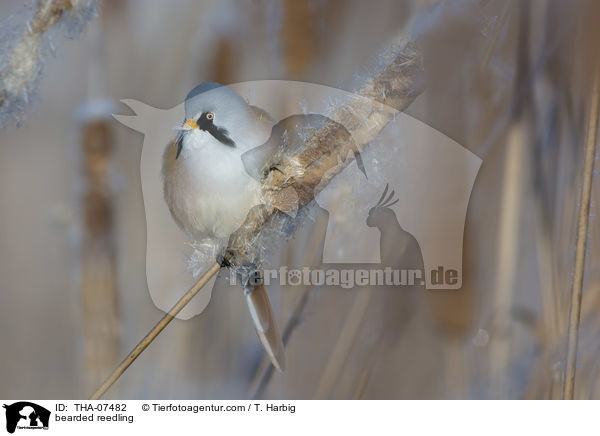bearded reedling / THA-07482