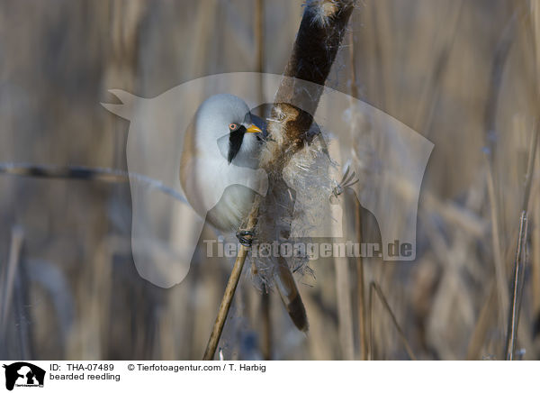 bearded reedling / THA-07489
