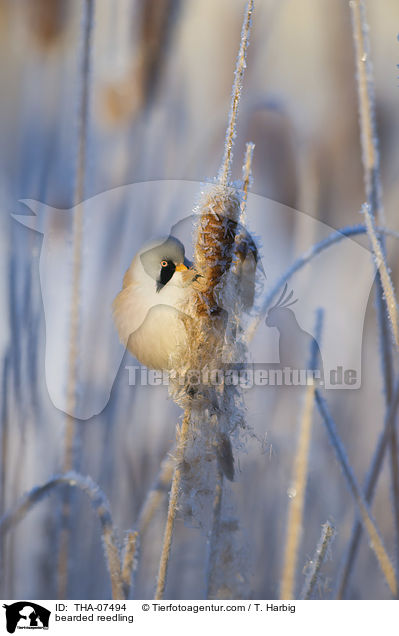 bearded reedling / THA-07494